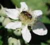 Halictus sp.